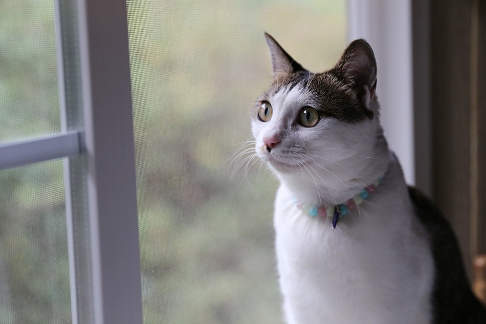 Cat bow ties can be worn on various occasions, ranging from casual gatherings to special events. They are particularly popular during holidays, weddings, or photoshoots, as they instantly elevate a cat's appearance and make them the center of attention. Additionally, cat bow ties can also be worn daily to create a dapper and distinguished look, especially for those felines who enjoy strutting their stuff.